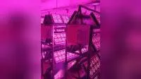 800W ハイパワー LED 花植物育成ライト工場